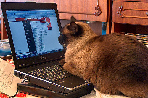 A Brown Color Cat Sitting Infront of Laptops