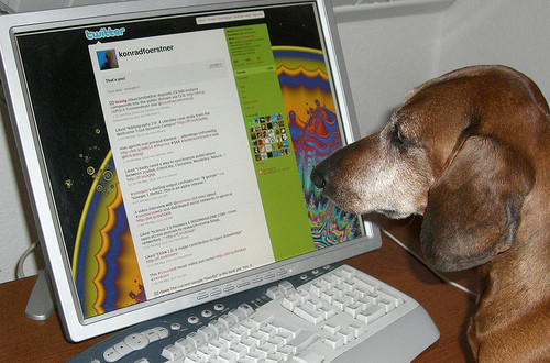 A Brown Color Fur Dog Looking at a Screen