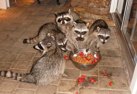 A Group of Racoons Eating Berries