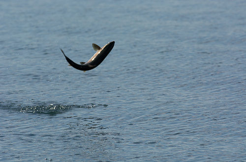 A picture of a fish jumping out of the sea